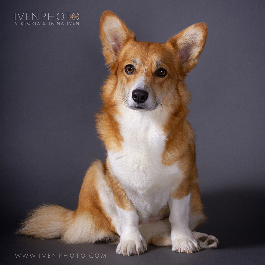 IVENPHOTO Irina Iven und Viktoria Iven - Hundefotografie